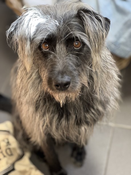 Hond Kruising