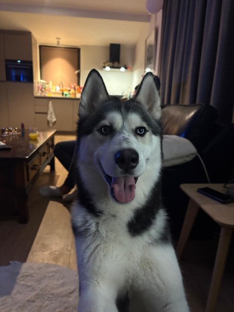 Hond Poolhond