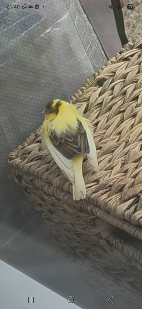 Vogel Kanarie