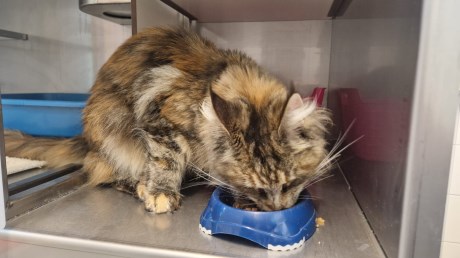 Kat Maine Coon