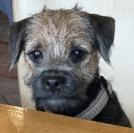 Hond Terriër