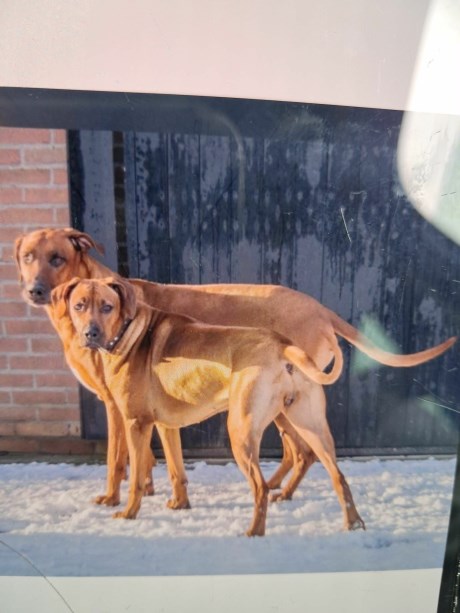 Hond Pronkrug/Rhodesian ridgeback