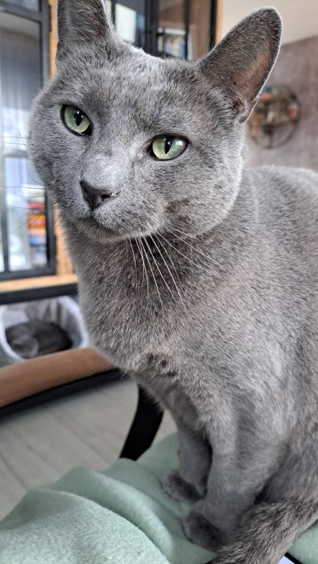 Kat Blauwe Rus
