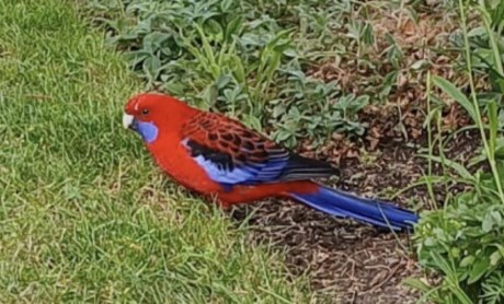 Vogel (Dwerg-)papegaai