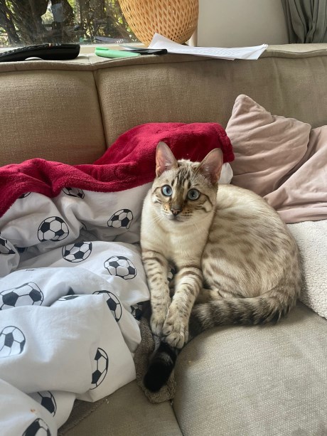 Kat Bengaal