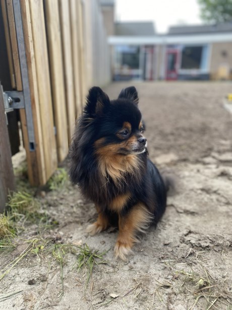 Hond Chihuahua