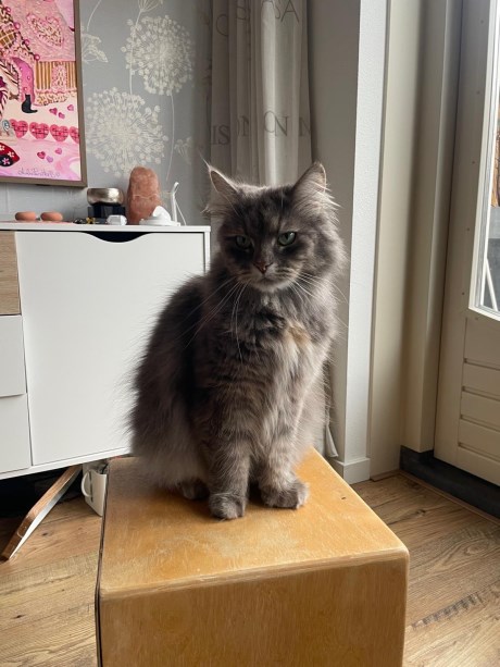 Kat Boskat/Siberisch