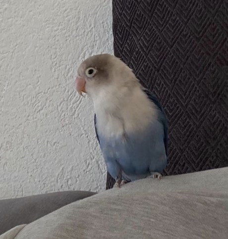 Vogel (Dwerg-)papegaai