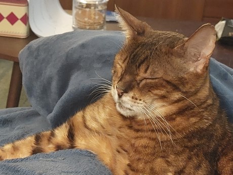 Kat Bengaal