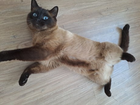 Kat Siamees