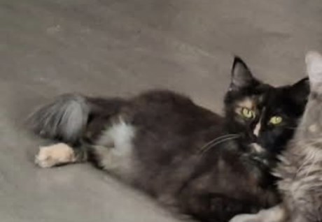 Kat Maine Coon X