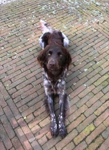 Hond Jachthond overig