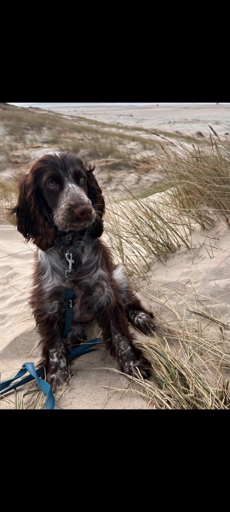 Hond Spaniel