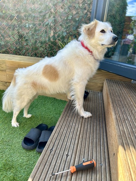 Hond Kruising