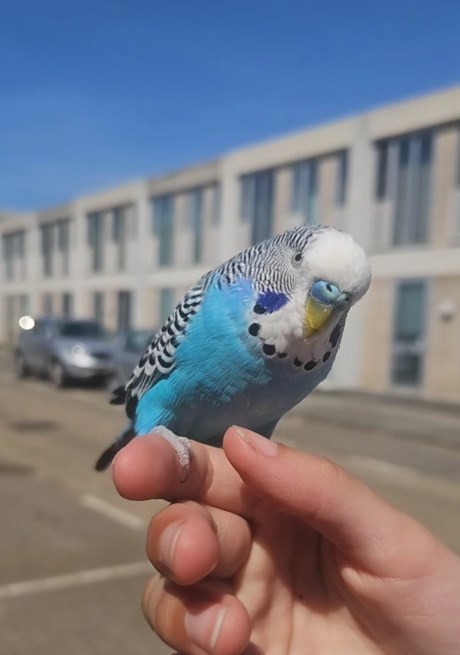 Vogel Parkiet