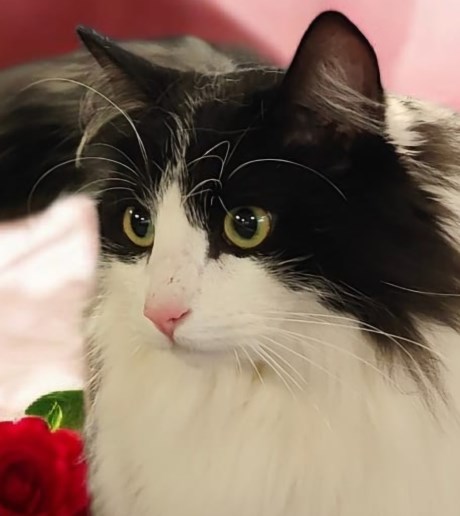 Kat Turkse Angora