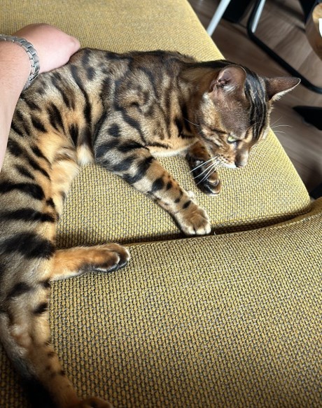 Kat Bengaal