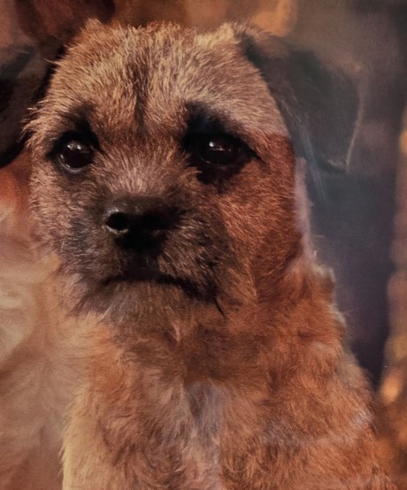 Hond Terriër