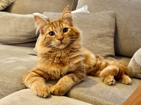 Kat Maine Coon