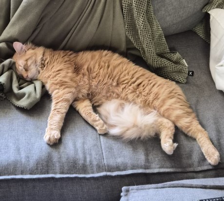 Kat Maine Coon