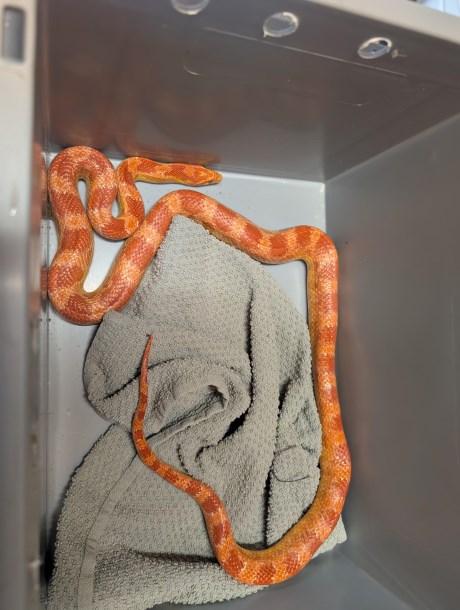 Reptiel Slang