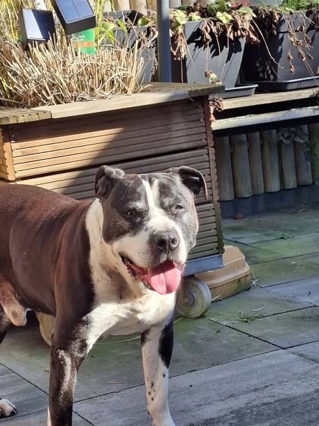 Hond Bulldog