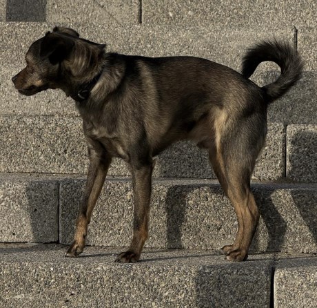 Hond Kruising