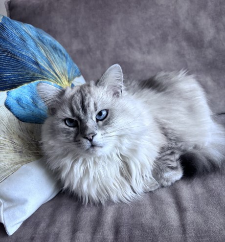 Kat Boskat/Siberisch