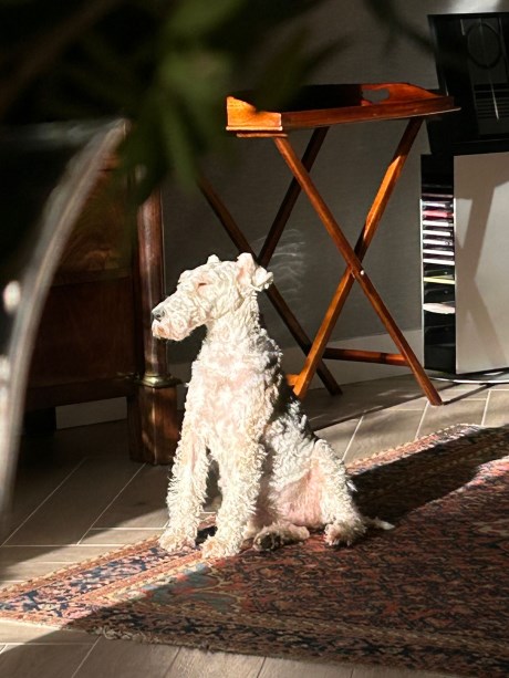 Hond Terriër