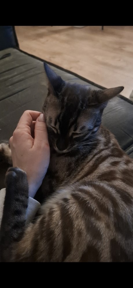 Kat Bengaal
