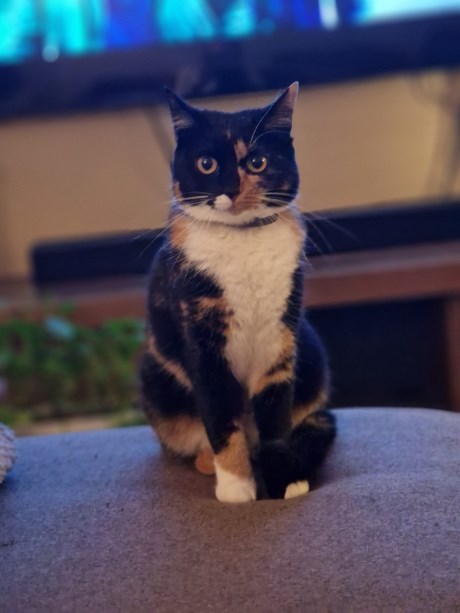 Kat Overige rassen