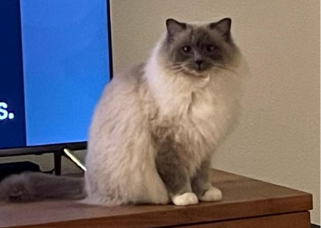 Kat Ragdoll