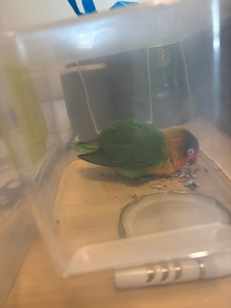 Vogel (Dwerg-)papegaai