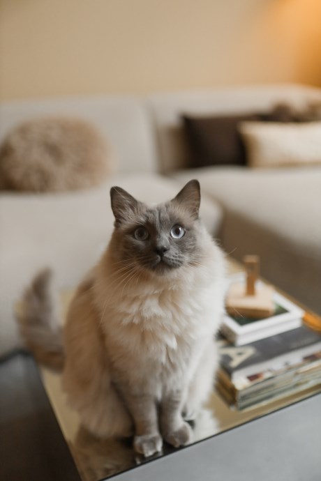 Kat Ragdoll