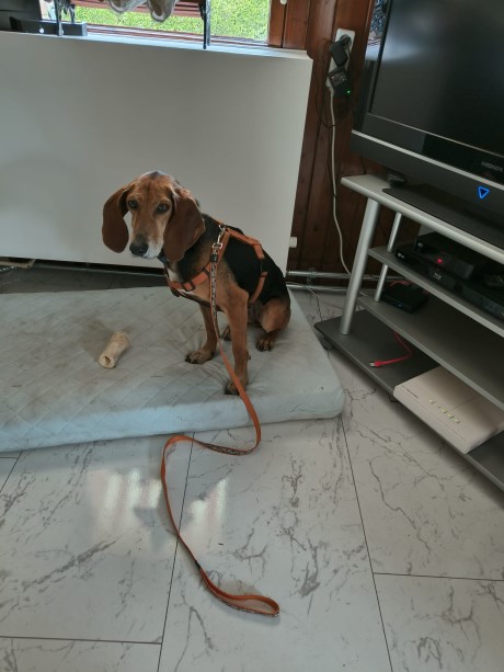 Hond Kruising
