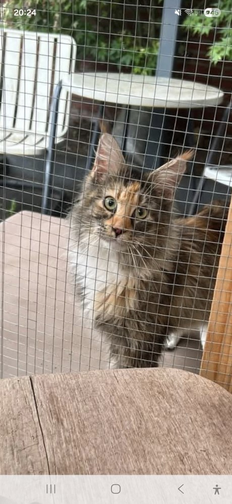 Kat Maine Coon