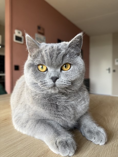 Kat Brits korthaar