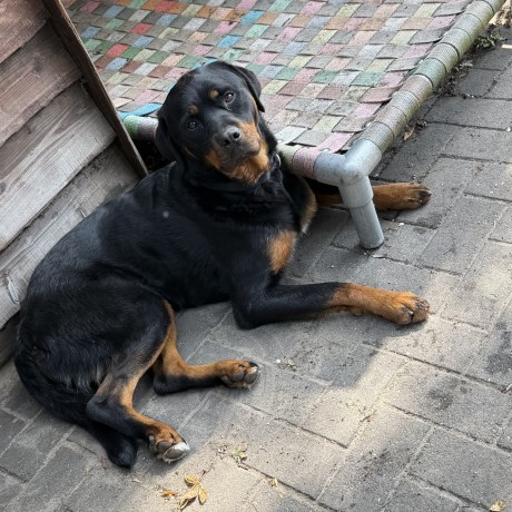 Hond Rottweiler