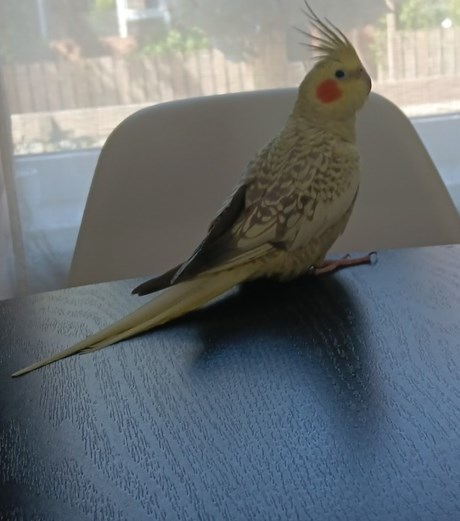 Vogel Valkparkiet