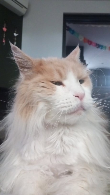 Kat Maine Coon
