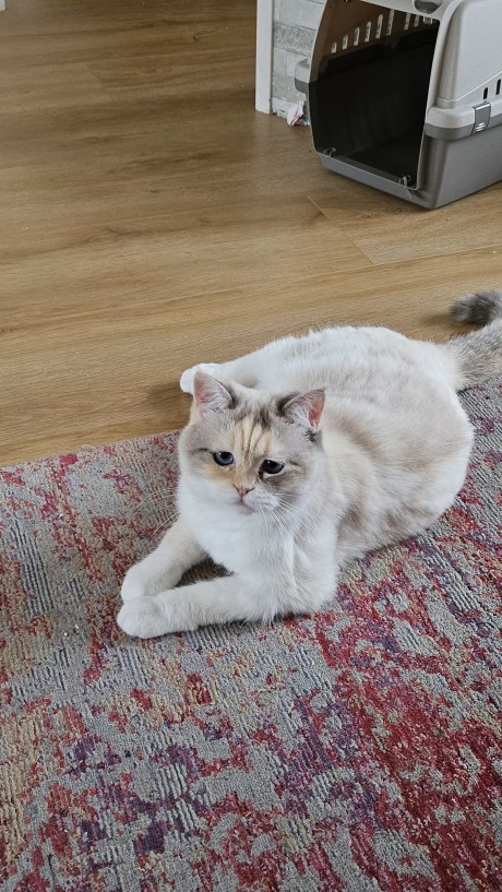 Kat Ragdoll