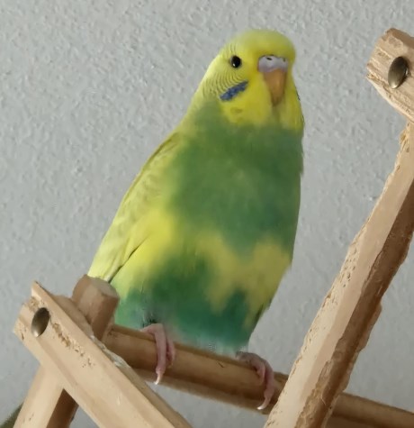 Vogel Parkiet
