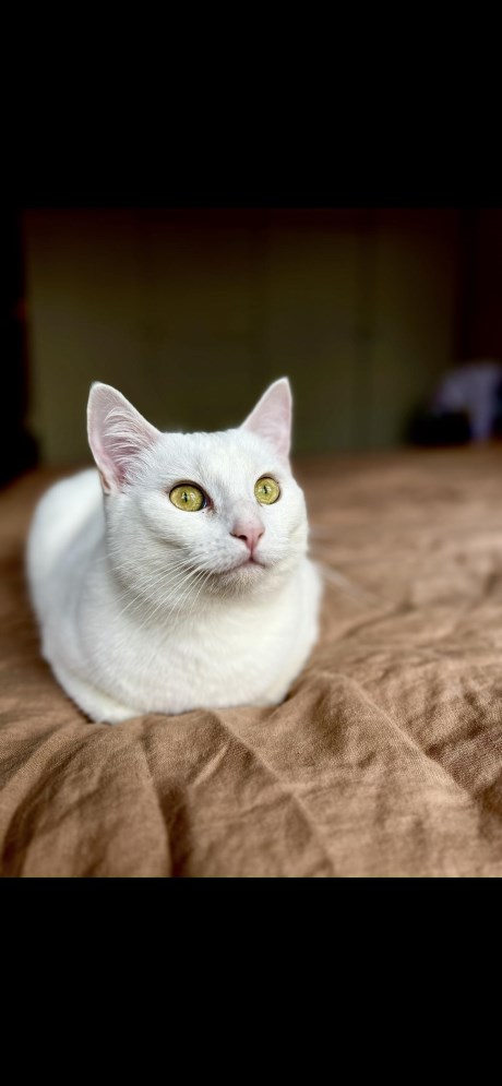 Kat Ragdoll
