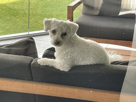 Hond Maltezer leeuwtje