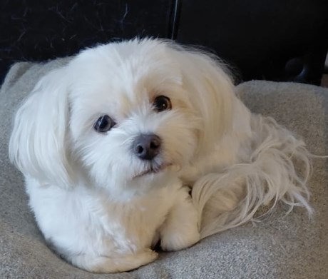 Hond Maltezer leeuwtje