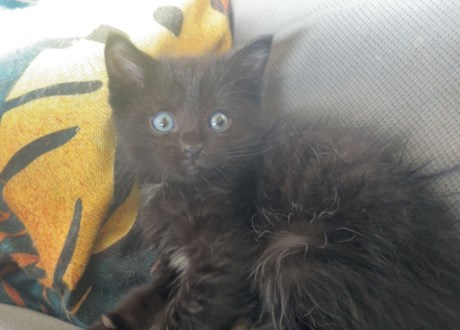 Kat Ragdoll