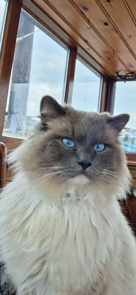 Kat Ragdoll