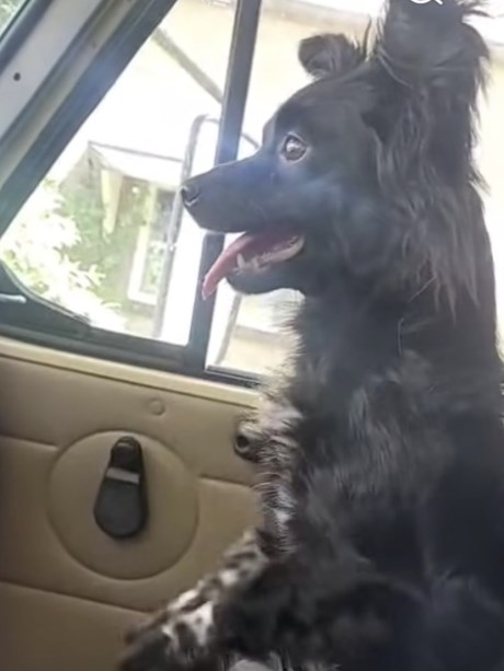 Hond Kruising