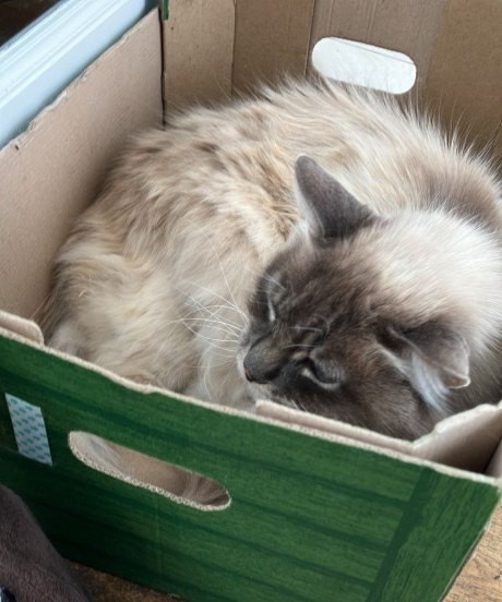 Kat Ragdoll