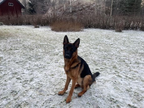 Hond Herder
